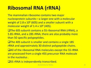 Ribosomal RNA (rRNA)
The mammalian ribosome contains two major
nucleoprotein subunits—a larger one with a molecular
weight of 2.8 x 106 (60S) and a smaller subunit with a
molecular weight of 1.4 x 106 (40S).
The 60S subunit contains a 5S ribosomal RNA (rRNA), a
5.8S rRNA, and a 28S rRNA; there are also probably more
than 50 specific polypeptides.
The 40S subunit is smaller and contains a single 18S
rRNA and approximately 30 distinct polypeptide chains.
All of the ribosomal RNA molecules except the 5S rRNA
are processed from a single 45S precursor RNA molecule
in the nucleolus .
5S rRNA is independently transcribed.
25Biochemistry For Medics
 