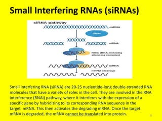 Small Interfering RNAs (siRNAs)
Small interfering RNA (siRNA) are 20-25 nucleotide-long double-stranded RNA
molecules that have a variety of roles in the cell. They are involved in the RNA
interference (RNAi) pathway, where it interferes with the expression of a
specific gene by hybridizing to its corresponding RNA sequence in the
target mRNA. This then activates the degrading mRNA. Once the target
mRNA is degraded, the mRNA cannot be translated into protein. 35Biochemistry For Medics
 
