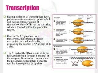 Transcription
 During initiation of transcription, RNA
polymerase forms a transcription bubble
and begins polymerization of
ribonucleotides (rNTPs) at the start site,
which is located within the promoter
region.
 Once a DNA region has been
transcribed, the separated strands
reassociate into a double helix,
displacing the nascent RNA except at its
3 end.
 The 5’ end of the RNA strand exits the
RNA polymerase through a channel in
the enzyme. Termination occurs when
the polymerase encounters a specific
termination sequence (stop site).
 