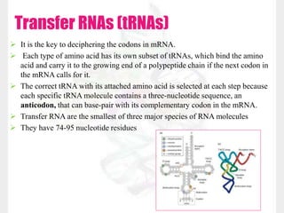 Transfer RNAs (tRNAs)
 It is the key to deciphering the codons in mRNA.
 Each type of amino acid has its own subset of tRNAs, which bind the amino
acid and carry it to the growing end of a polypeptide chain if the next codon in
the mRNA calls for it.
 The correct tRNA with its attached amino acid is selected at each step because
each specific tRNA molecule contains a three-nucleotide sequence, an
anticodon, that can base-pair with its complementary codon in the mRNA.
 Transfer RNA are the smallest of three major species of RNA molecules
 They have 74-95 nucleotide residues
 