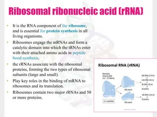 Ribosomal ribonucleic acid (rRNA)
• It is the RNA component of the ribosome,
and is essential for protein synthesis in all
living organisms.
• Ribosomes engage the mRNAs and form a
catalytic domain into which the tRNAs enter
with their attached amino acids in peptide
bond synthesis.
• the rRNAs associate with the ribosomal
proteins, forming the two types of ribosomal
subunits (large and small).
• Play key roles in the binding of mRNA to
ribosomes and its translation.
• Ribosomes contain two major rRNAs and 50
or more proteins.
 
