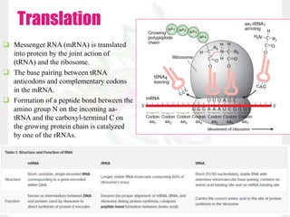 Translation
 Messenger RNA (mRNA) is translated
into protein by the joint action of
(tRNA) and the ribosome.
 The base pairing between tRNA
anticodons and complementary codons
in the mRNA.
 Formation of a peptide bond between the
amino group N on the incoming aa-
tRNA and the carboxyl-terminal C on
the growing protein chain is catalyzed
by one of the rRNAs.
 