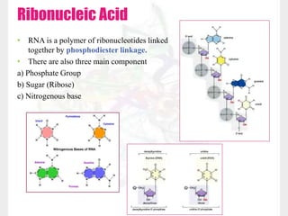 Ribonucleic Acid
• RNA is a polymer of ribonucleotides linked
together by phosphodiester linkage.
• There are also three main component
a) Phosphate Group
b) Sugar (Ribose)
c) Nitrogenous base
 