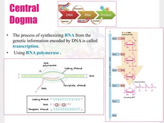 • The process of synthesizing RNA from the
genetic information encoded by DNA is called
transcription.
• Using RNA polymerase .
Central
Dogma
 