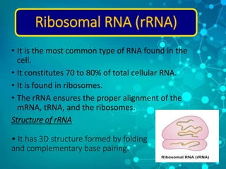 RNA_ Structure-WPS Office.pptx