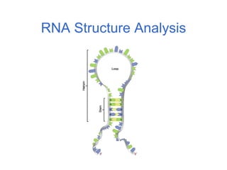 RNA Structure Analysis
 