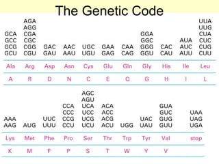 Comprehensive Overview of RNA Structure, Function, and Classification | PPT