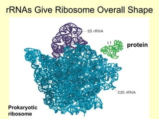 Comprehensive Overview of RNA Structure, Function, and Classification | PPT