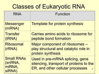 Comprehensive Overview of RNA Structure, Function, and Classification | PPT