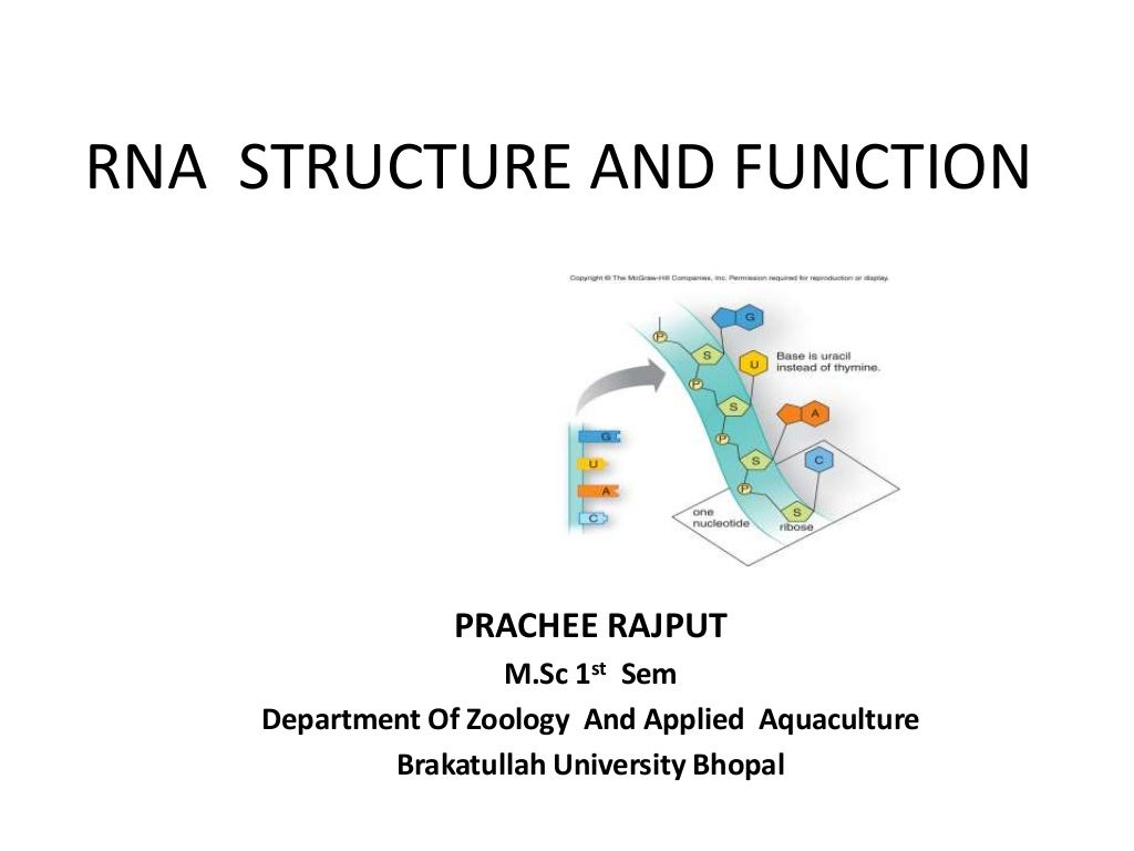 Rna structure and function