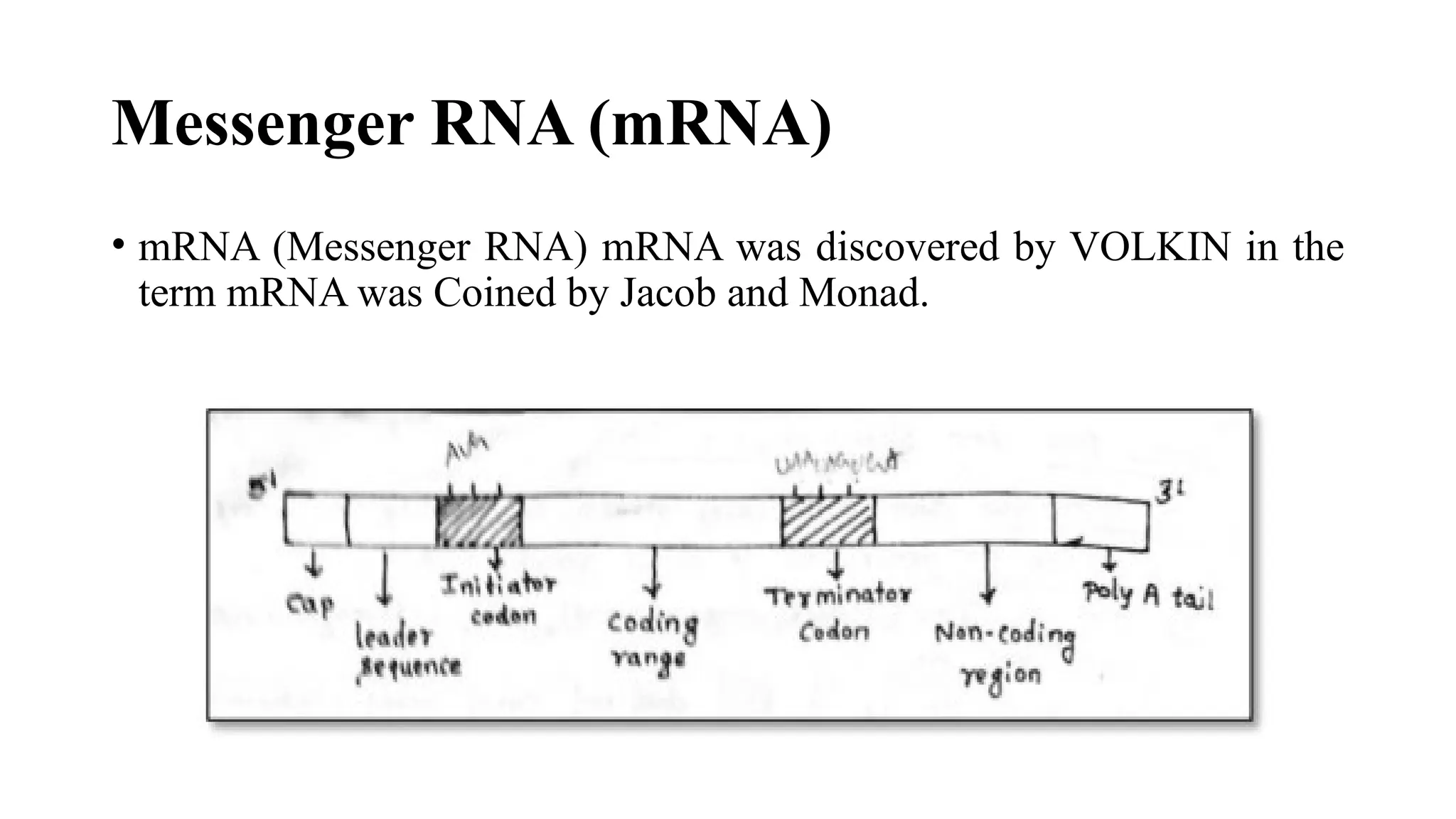 Messenger RNA (mRNA)
• mRNA (Messenger RNA) mRNA was discovered by VOLKIN in the
term mRNA was Coined by Jacob and Monad.
 