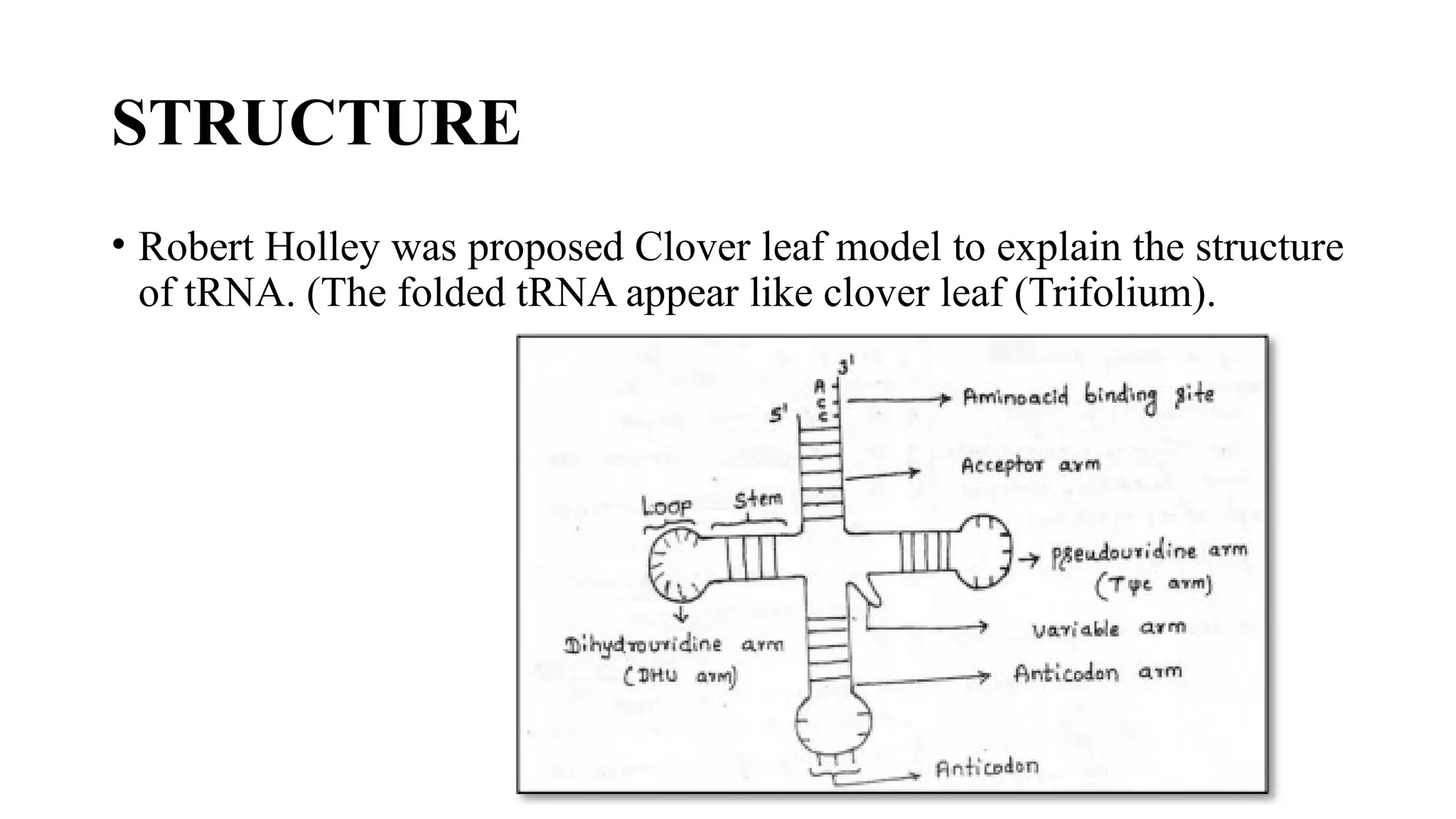 STRUCTURE
• Robert Holley was proposed Clover leaf model to explain the structure
of tRNA. (The folded tRNA appear like clover leaf (Trifolium).
 