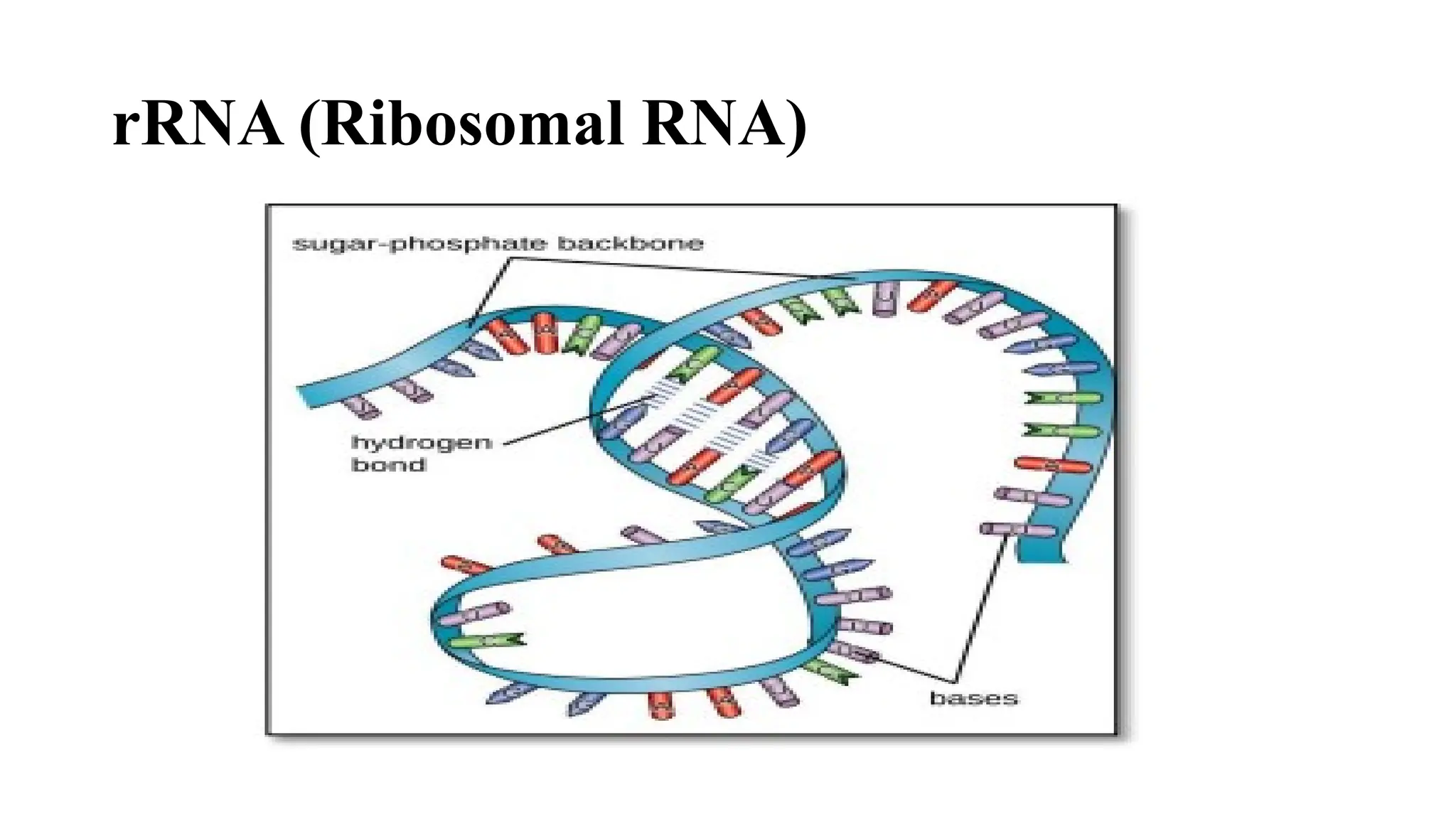 rRNA (Ribosomal RNA)
 