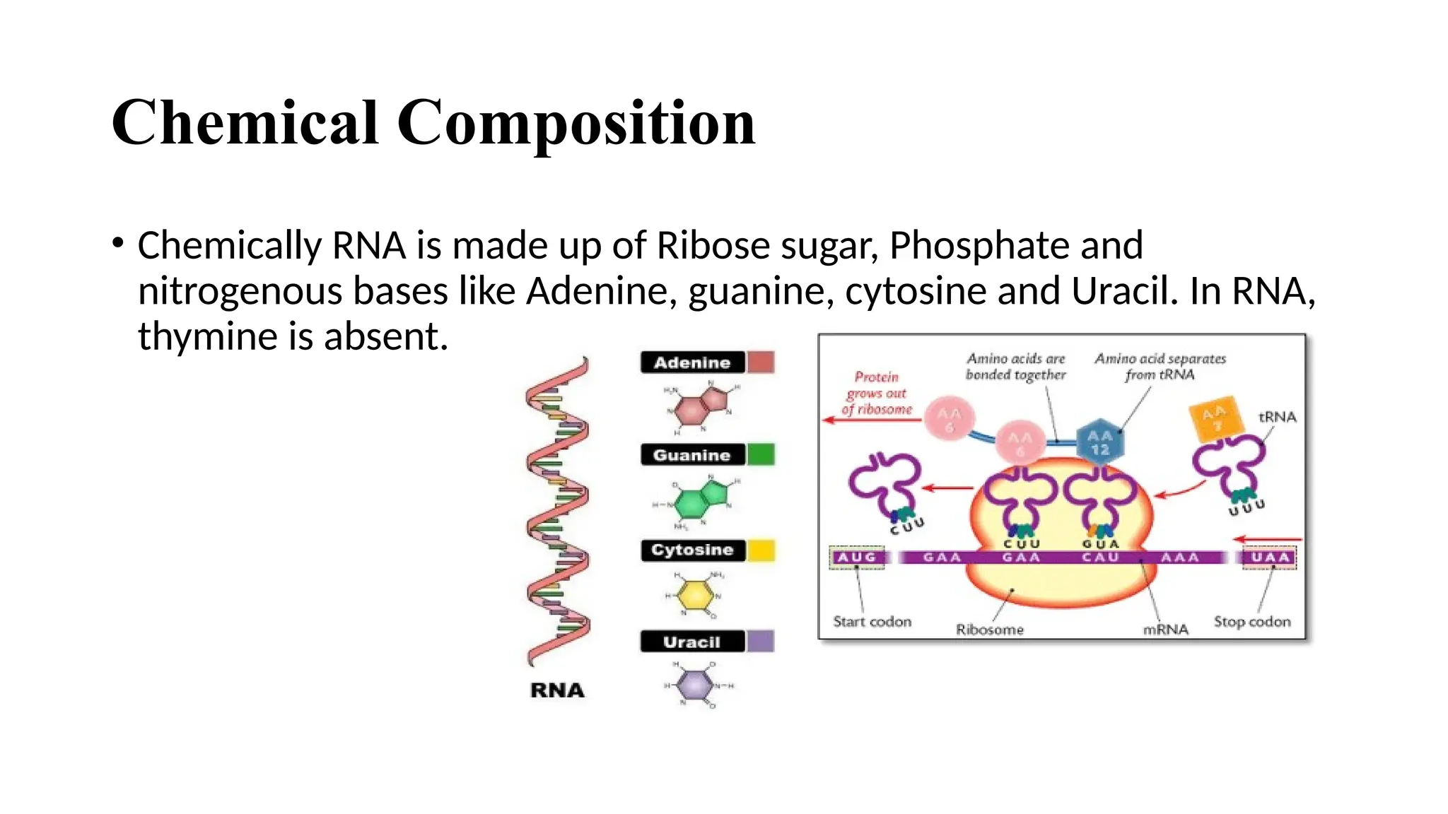 Chemical Composition
• Chemically RNA is made up of Ribose sugar, Phosphate and
nitrogenous bases like Adenine, guanine, cytosine and Uracil. In RNA,
thymine is absent.
 