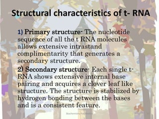 Structural characteristics of t- RNA
1) Primary structure- The nucleotide
sequence of all the t RNA molecules
allows extensive intrastand
complimentarity that generates a
secondary structure.
2) Secondary structure- Each single t-
RNA shows extensive internal base
pairing and acquires a clover leaf like
structure. The structure is stabilized by
hydrogen bonding between the bases
and is a consistent feature.
12Biochemistry For Medics
 