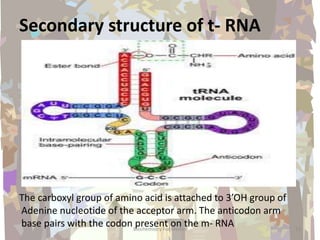 Secondary structure of t- RNA
The carboxyl group of amino acid is attached to 3’OH group of
Adenine nucleotide of the acceptor arm. The anticodon arm
base pairs with the codon present on the m- RNA 13Biochemistry For Medics
 