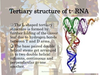 Tertiary structure of t- RNA
 The L shaped tertiary
structure is formed by
further folding of the clover
leaf due to hydrogen bonds
between T and D arms.
 The base paired double
helical stems get arranged
in to two double helical
columns, continuous and
perpendicular to one
another.
14Biochemistry For Medics
 