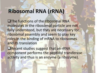 Ribosomal RNA (rRNA)
The functions of the ribosomal RNA
molecules in the ribosomal particle are not
fully understood, but they are necessary for
ribosomal assembly and seem to play key
roles in the binding of mRNA to ribosomes
and its translation
Recent studies suggest that an rRNA
component performs the peptidyl transferase
activity and thus is an enzyme (a ribozyme).
17Biochemistry For Medics
 