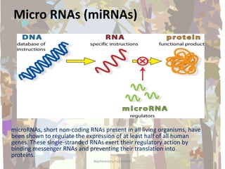 Micro RNAs (miRNAs)
microRNAs, short non-coding RNAs present in all living organisms, have
been shown to regulate the expression of at least half of all human
genes. These single-stranded RNAs exert their regulatory action by
binding messenger RNAs and preventing their translation into
proteins.
22Biochemistry For Medics
 