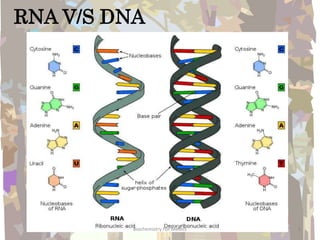 RNA V/S DNA
6Biochemistry For Medics
 