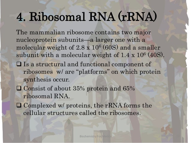 Rna Structures Types And Functions