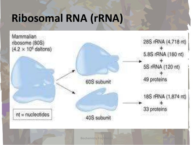 Rna Structures Types And Functions