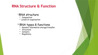 Structure Of Rna Ppt RNA STRUCTURE, SYNTHESIS & PROCESSING.pptx