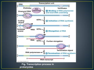 Fig. Transcription process in
prokaryotes
 