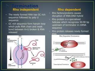 Rho independent
• The newly formed RNA has GC rich
sequence followed by poly U
sequence
• GC rich sequence form hairpin loop
which pulls RNA chain and weak
bond between A=U broken & RNA
released
Rho dependent
• Rho factors/proteins causes
disruption of RNA-DNA hybrid
• Rho protein is a specialized
helicase which recognizes 50-90 bp
upstream of terminator in mRNA
sequence
• Rho protein releases newly formed
RNA
 