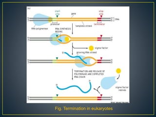Fig. Termination in eukaryotes
 
