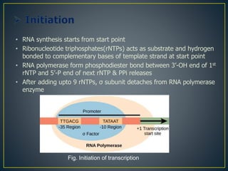 • RNA synthesis starts from start point
• Ribonucleotide triphosphates(rNTPs) acts as substrate and hydrogen
bonded to complementary bases of template strand at start point
• RNA polymerase form phosphodiester bond between 3’-OH end of 1st
rNTP and 5’-P end of next rNTP & PPi releases
• After adding upto 9 rNTPs, σ subunit detaches from RNA polymerase
enzyme
Fig. Initiation of transcription
 