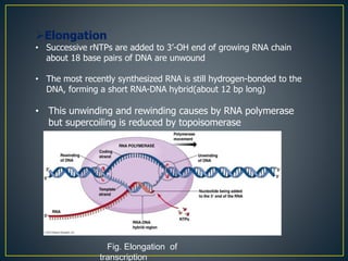 Elongation
• Successive rNTPs are added to 3’-OH end of growing RNA chain
about 18 base pairs of DNA are unwound
• The most recently synthesized RNA is still hydrogen-bonded to the
DNA, forming a short RNA-DNA hybrid(about 12 bp long)
• This unwinding and rewinding causes by RNA polymerase
but supercoiling is reduced by topoisomerase
Fig. Elongation of
transcription
 