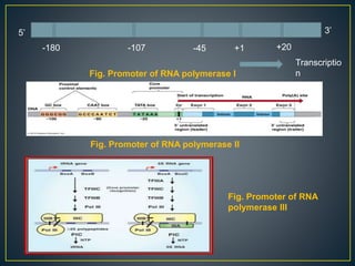 -180 -107 -45 +1 +20
Transcriptio
n
5’ 3’
Fig. Promoter of RNA polymerase I
Fig. Promoter of RNA polymerase II
Fig. Promoter of RNA
polymerase III
 