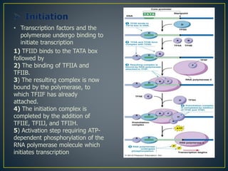 • Transcription factors and the
polymerase undergo binding to
initiate transcription
1) TFIID binds to the TATA box
followed by
2) The binding of TFIIA and
TFIIB.
3) The resulting complex is now
bound by the polymerase, to
which TFIIF has already
attached.
4) The initiation complex is
completed by the addition of
TFIIE, TFIIJ, and TFIIH.
5) Activation step requiring ATP-
dependent phosphorylation of the
RNA polymerase molecule which
initiates transcription
 