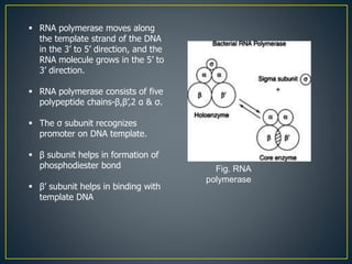  RNA polymerase moves along
the template strand of the DNA
in the 3’ to 5’ direction, and the
RNA molecule grows in the 5’ to
3’ direction.
 RNA polymerase consists of five
polypeptide chains-β,β’,2 α & σ.
 The σ subunit recognizes
promoter on DNA template.
 β subunit helps in formation of
phosphodiester bond
 β’ subunit helps in binding with
template DNA
Fig. RNA
polymerase
 