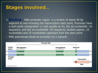 Binding - DNA promoter region is a stretch of about 40 bp
adjacent to and including the transcription start point. Promoter have
a start point (designated +1 and usually an A), the six-nucleotide -10
sequence, and the six-nucleotide -35 sequence, located approx. 10
nucleotides and 35 nucleotides upstream from the start point.
• RNA polymerase binds at promoter by σ subunit.
 