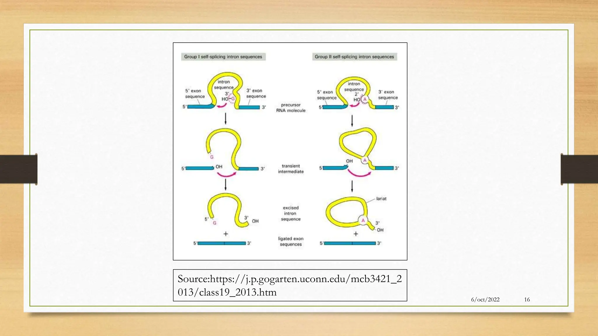 6/oct/2022 16
Source:https://j.p.gogarten.uconn.edu/mcb3421_2
013/class19_2013.htm
 