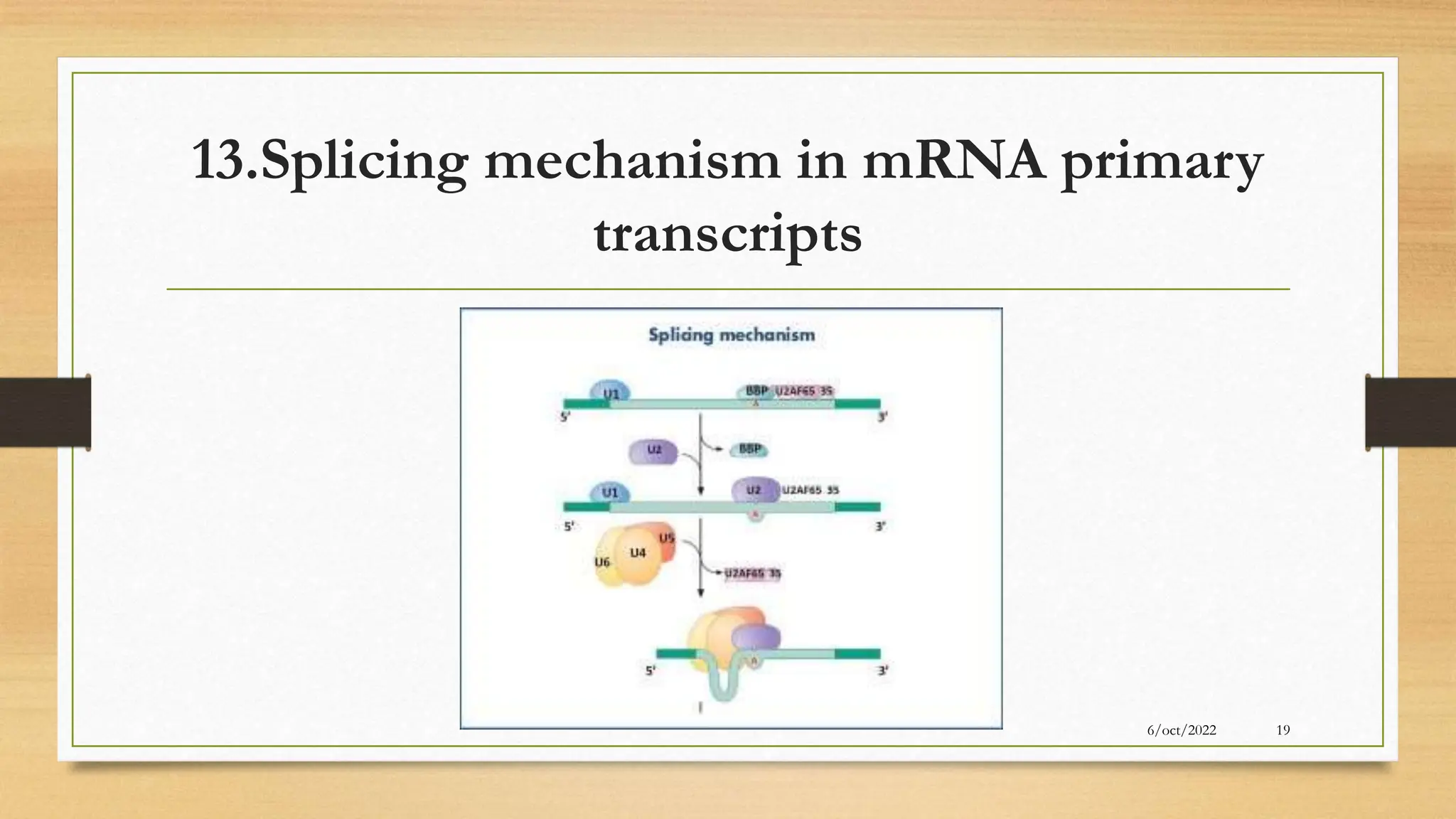13.Splicing mechanism in mRNA primary
transcripts
6/oct/2022 19
 
