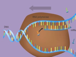 Rna Parallel Syntes RNA synthesis, processing and modification.pptx