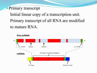 RNA synthesis, processing and modification.pptx