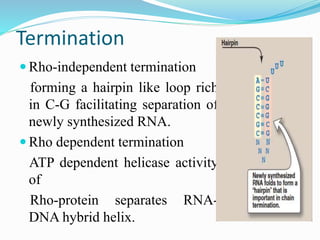 RNA synthesis, processing and modification.pptx