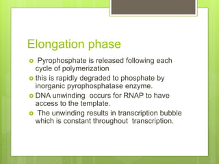 Elongation phase
 Pyrophosphate is released following each
cycle of polymerization
 this is rapidly degraded to phosphate by
inorganic pyrophosphatase enzyme.
 DNA unwinding occurs for RNAP to have
access to the template.
 The unwinding results in transcription bubble
which is constant throughout transcription.
 