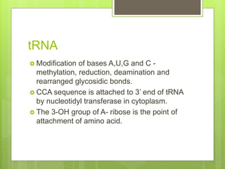 tRNA
 Modification of bases A,U,G and C -
methylation, reduction, deamination and
rearranged glycosidic bonds.
 CCA sequence is attached to 3’ end of tRNA
by nucleotidyl transferase in cytoplasm.
 The 3-OH group of A- ribose is the point of
attachment of amino acid.
 