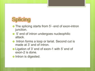  The splicing starts from 5’- end of exon-intron
junction.
 5’ end of intron undergoes nucleophilic
attack.
 Intron forms a loop or lariat. Second cut is
made at 3’ and of intron.
 Ligation of 3’ end of exon-1 with 5’ end of
exon-2 is done.
 Intron is digested.
 