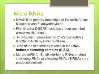 Micro RNAs
 RNAP II as primary transcripts or Pri-miRNAs are
5’ capped and 3’-polyadenylated.
 First Drosha-DGCR8 nuclease processes it but
preserves its hairpin.
 In cytoplasm processed to 21-22 nucleotides
lengths miRNA by Dicer nuclease.
 One of the two strands is used in the RNA-
induced silencing complex (RISC).
 Mature miRNA - Small interfering RNAs or short
interfering RNAs or silencing RNAs (SiRNAs) are
produced similarly.
 