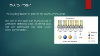 RNA to Protein
The building blocks of protein are called Amino acids.
The cells in the body can manufacture or
synthesize different kinds of amino acids
that are assembled into long chains
called polypeptides..
 