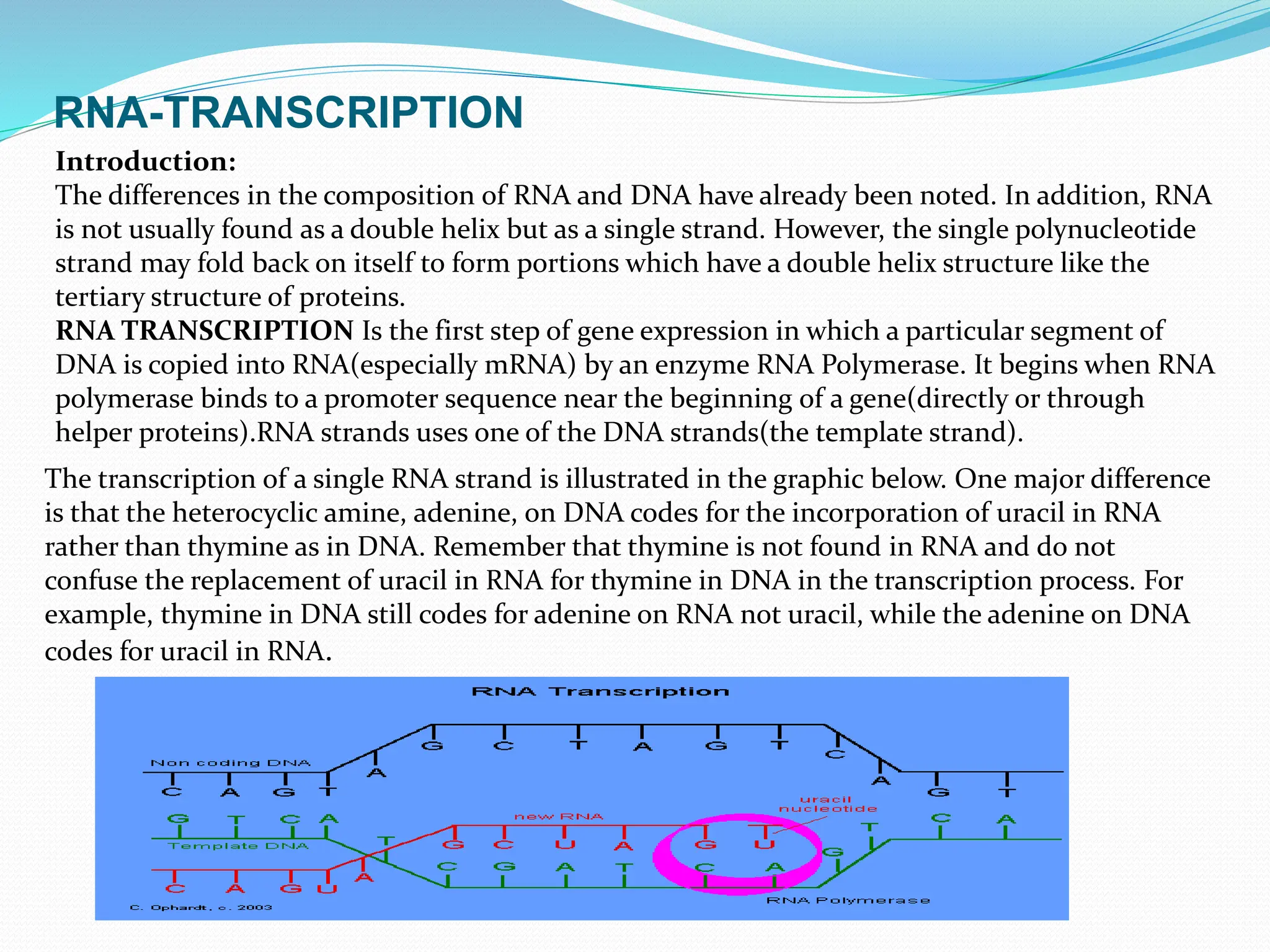 RNA-TRANSCRIPTION
Introduction:
The differences in the composition of RNA and DNA have already been noted. In addition, RNA
is not usually found as a double helix but as a single strand. However, the single polynucleotide
strand may fold back on itself to form portions which have a double helix structure like the
tertiary structure of proteins.
RNA TRANSCRIPTION Is the first step of gene expression in which a particular segment of
DNA is copied into RNA(especially mRNA) by an enzyme RNA Polymerase. It begins when RNA
polymerase binds to a promoter sequence near the beginning of a gene(directly or through
helper proteins).RNA strands uses one of the DNA strands(the template strand).
The transcription of a single RNA strand is illustrated in the graphic below. One major difference
is that the heterocyclic amine, adenine, on DNA codes for the incorporation of uracil in RNA
rather than thymine as in DNA. Remember that thymine is not found in RNA and do not
confuse the replacement of uracil in RNA for thymine in DNA in the transcription process. For
example, thymine in DNA still codes for adenine on RNA not uracil, while the adenine on DNA
codes for uracil in RNA.
 