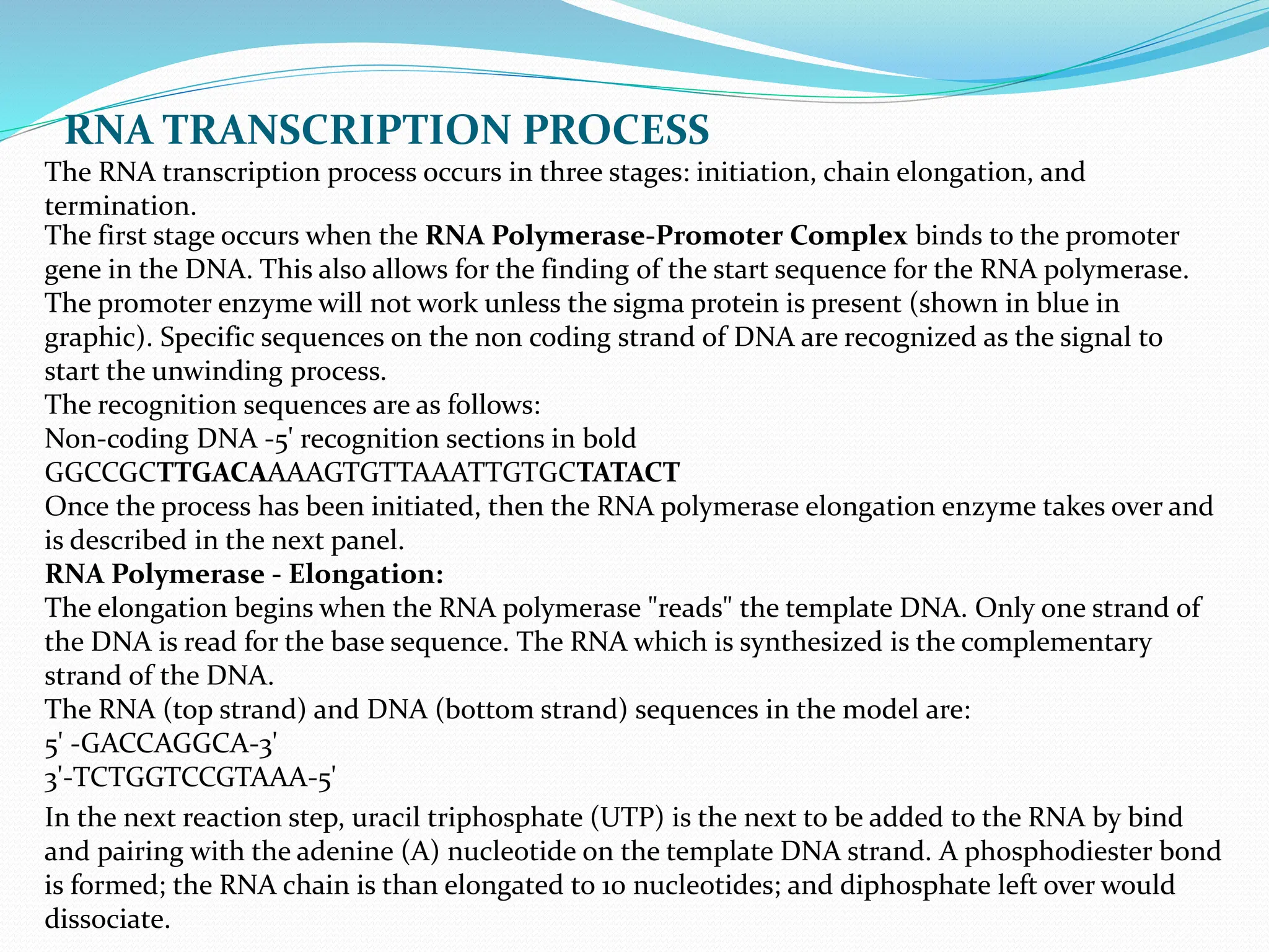 RNA Transcription.pptxbbbbbbbbbbbbbbbbbbbbbbbbb | PPT