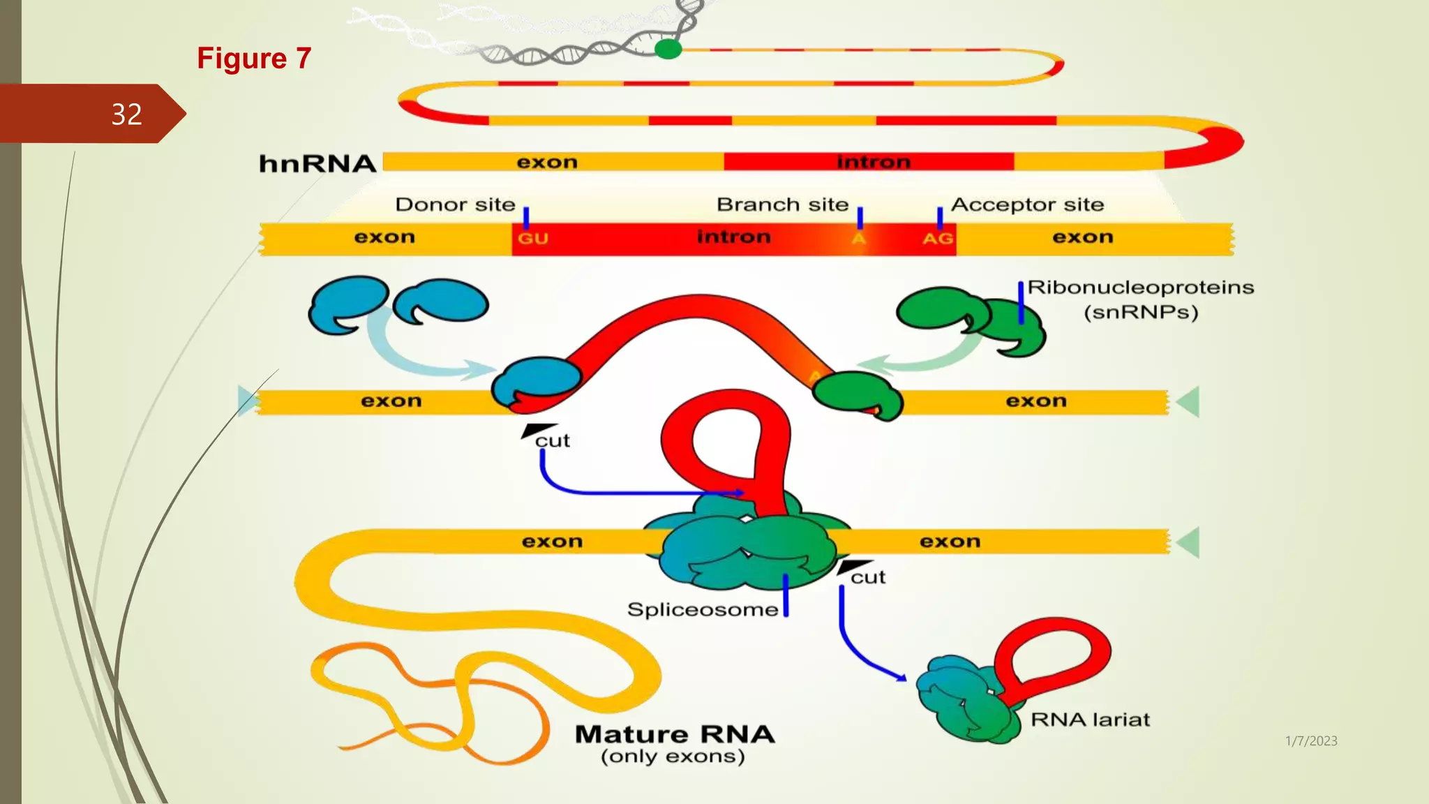 RNA TRANSCRIPTION AND PROCESSING,.pptx