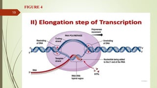 Exploring Rna Transcripts RNA TRANSCRIPTION AND PROCESSING,.pptx